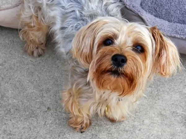 yorkie puppy