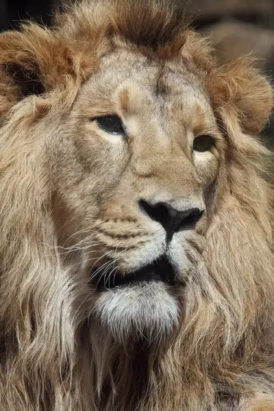 you cant hide your lion eyes