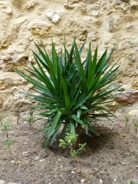 young palm tree plant growth