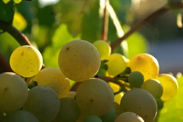 young wine