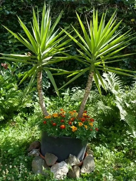 yucca gigantea yucca elephantipes giant yucca