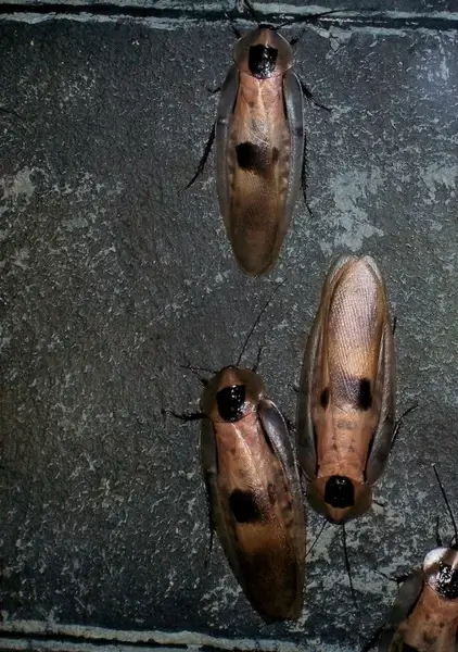 yucky ugly cockroaches