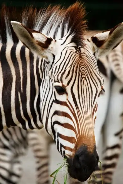 zebra039s head