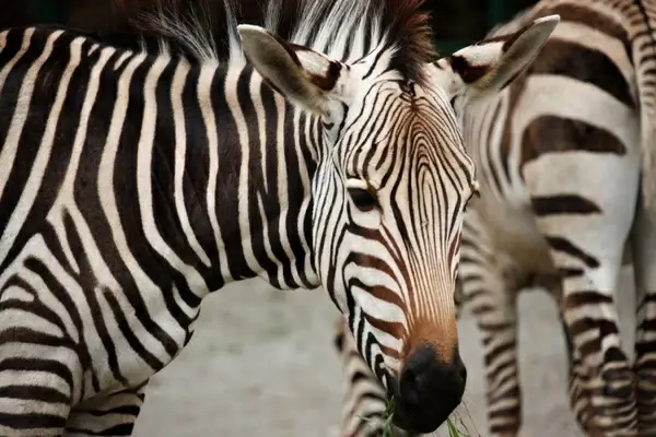 zebra