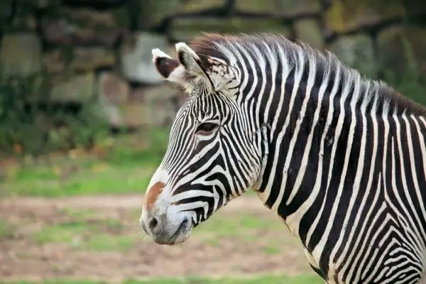 zebra head