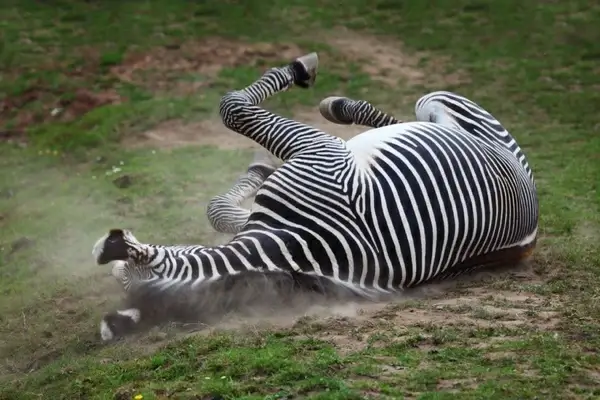 zebra in dust