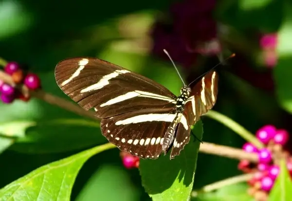 zebra longwing butterfly insect wings