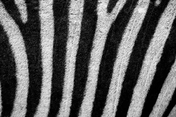 zebra skin