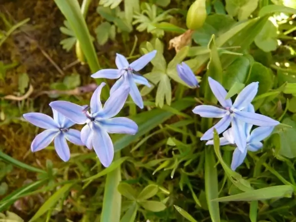 zilla blue star flower