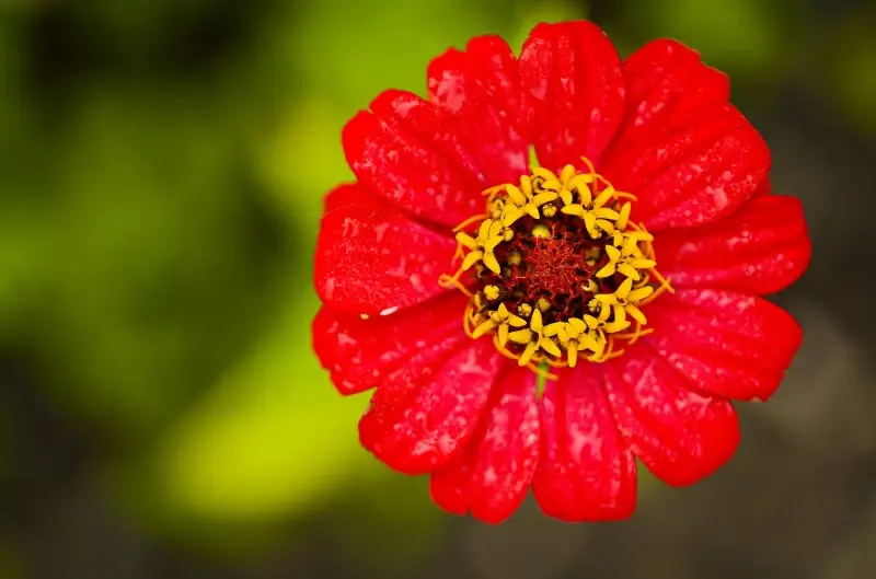 zinnia flower backdrop elegant closeup