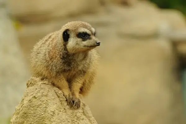 zoo animal meerkat