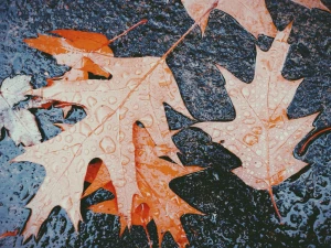 10036 november pdx leaves