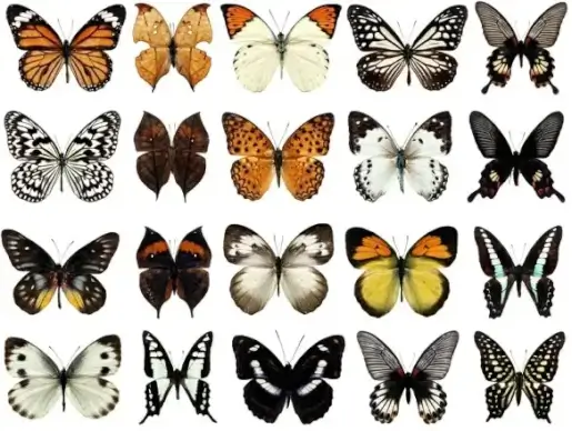 100 species of butterflies psd layered highdefinition 2