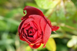 1mio drops red rose ii 1mio tropfen rote rose ii