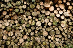 20090725 deforestation