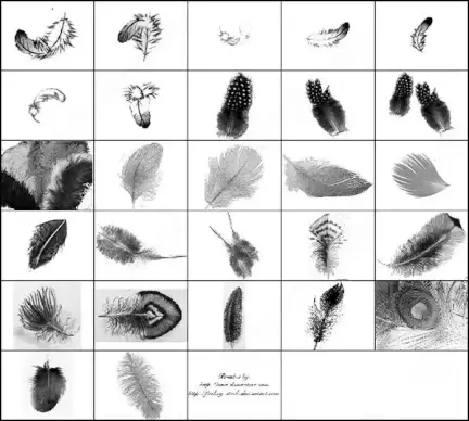 27 feather brush
