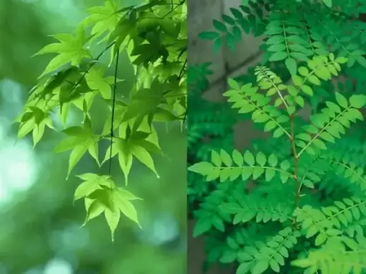 2 green ye gaoqing picture