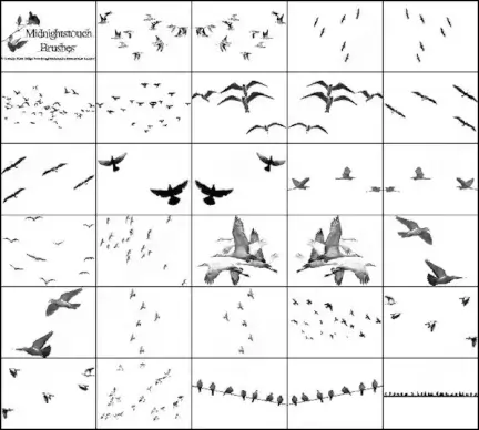 42 birds of a feather  brush