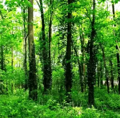 4 trees