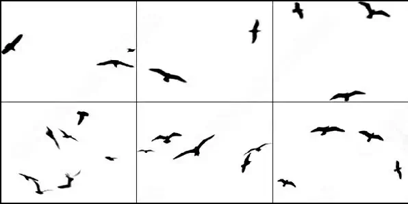 6 bird brush