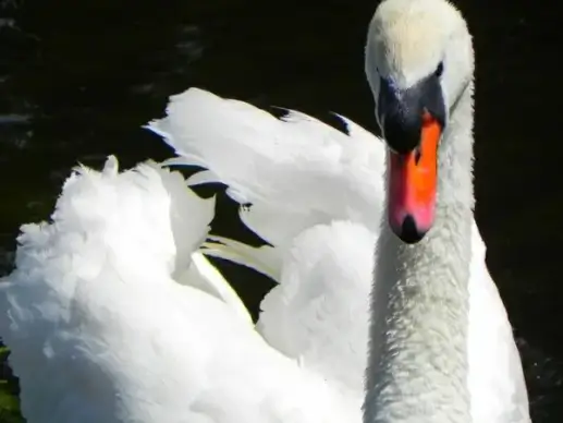 a beautiful swan