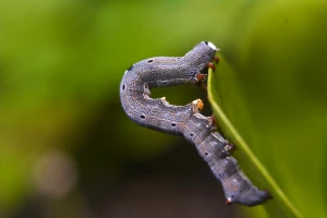 a caterpillar