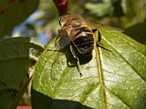 a fly insects pest