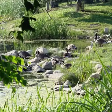a gaggle of geese