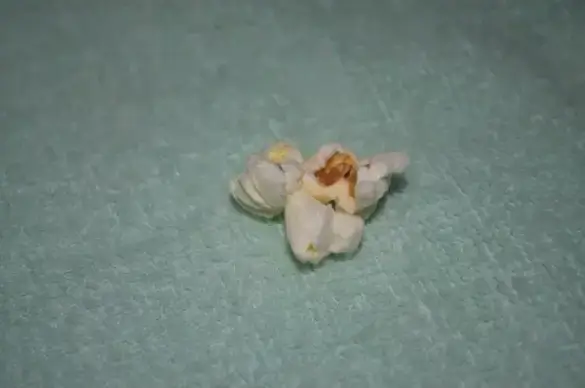 a kernel of popcorn