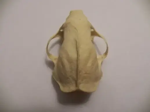 a skunks skull