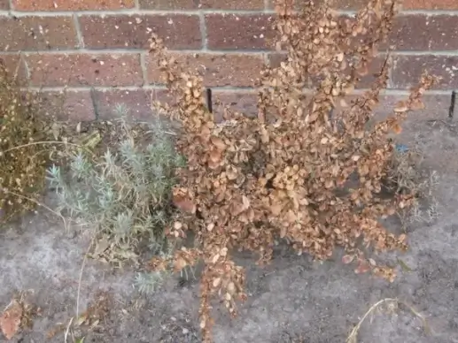 a sunburnt and thirsty plant