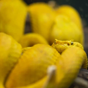 a yellow snake
