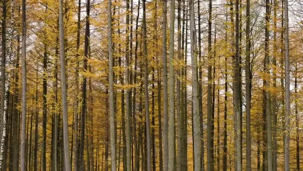 abstract autumn