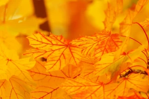 abstract autumn background