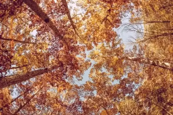 abstract autumn background change color colour