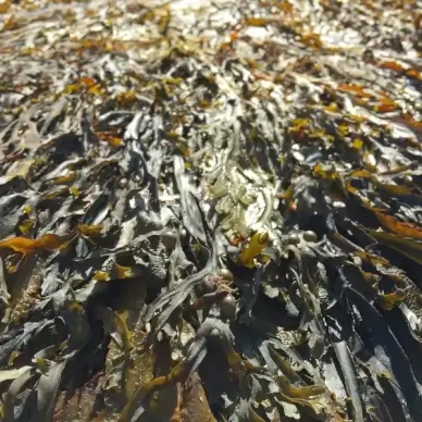 abundance agriculture animal background fish fishery