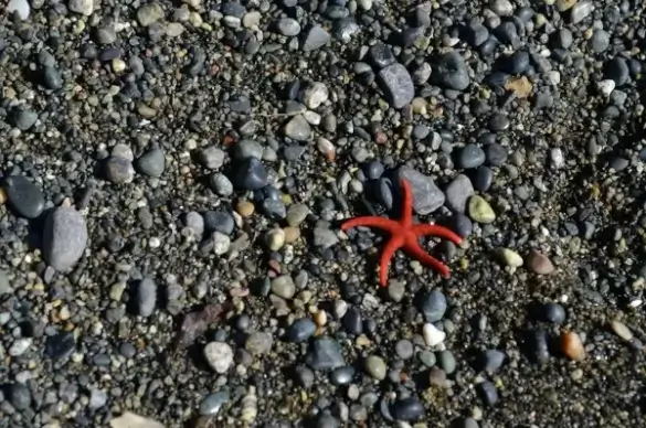 abundance background beach closeup color detail dry