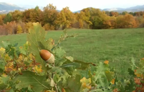 acorn acorns nature
