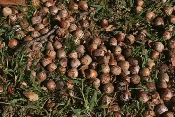 acorn pile