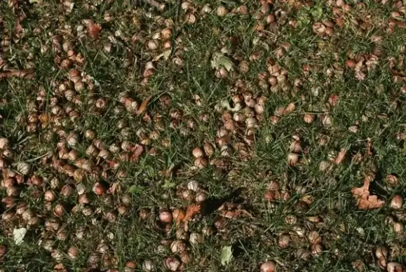 acorns in the grass