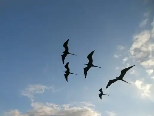 action air aircraft airplane bird daytime flight