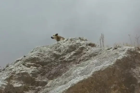 action animal beach bird climbing cold frozen grey