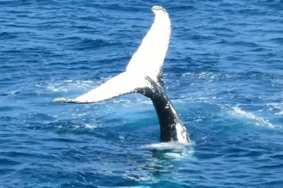 action cetacean daytime diving dolphin fin leisure