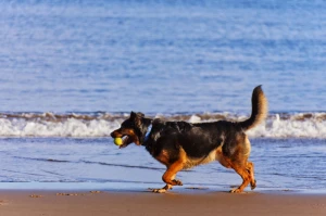 active animal beach