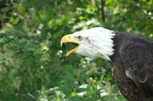 adler raptor bald eagle