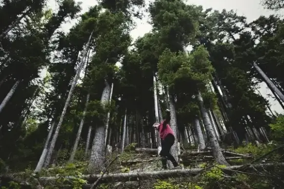 adventure british columbia child daytime forest girl