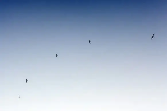 aeroplane air aircraft airplane animal bird flight