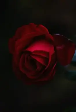 affection bloom blossom bouquet bud color colour