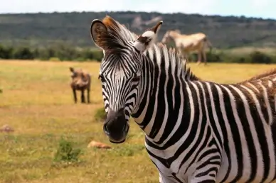 africa safari picture zebra closeup meadow scene