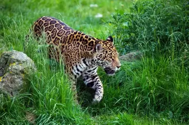 africa scene picture walking cheetah grassland 